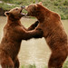 Bear Brown Photo 3
