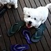 Thong Chew Photo 4