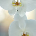 Hope Love Photo 9