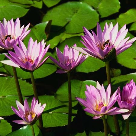 Gurdeep Dhillon Photo 16