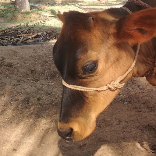 Selvakumar Sellamuthu Photo 7