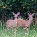 Fawn Mcdaniel Photo 5