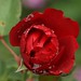 Marlene Rose Photo 10