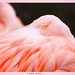 David Feder Photo 20