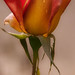 Lawrence Ruder Photo 6