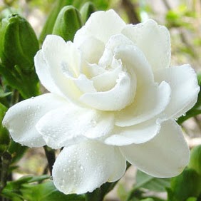 Jothi Subramani Photo 6