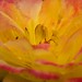 Rose Talley Photo 4