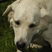 Pat Foster Photo 7