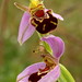 Bee Chee Photo 3