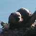 Larry Otter Photo 6