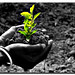 Go Green Photo 8
