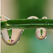 Go Green Photo 9