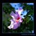 Sharon Goodman Photo 8
