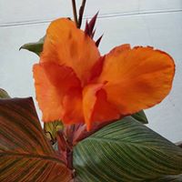 Diane Goebel Photo 11