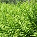 Fern Fisher Photo 9
