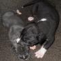 Stacey Griffith Photo 34