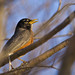 Robin Lemoine Photo 4