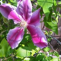 Denise Marks Photo 29