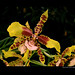 Joy Drummond Photo 5