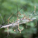 William Worm Photo 6