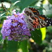 Cynthia Bush Photo 15