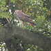 Benjamin Hawks Photo 9
