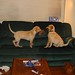 Edward Labrador Photo 8
