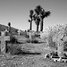 Joshua Abbey Photo 8
