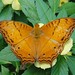 Cynthia White Photo 13