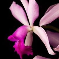John Fong Photo 27