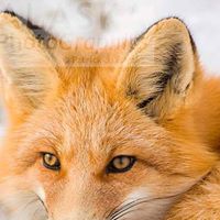 Eddie Fox Photo 25
