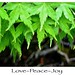 Joy Maple Photo 2