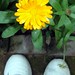 Harish Rai Photo 10