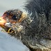 Richard Coots Photo 8