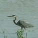 Truman Crane Photo 7