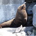 John Seal Photo 12