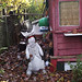 Linda Ward Photo 11