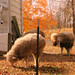 Robert Ebright Photo 7