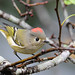 Ruby Roy Photo 11