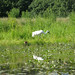 June Crane Photo 9