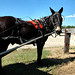 Barbara Harness Photo 3