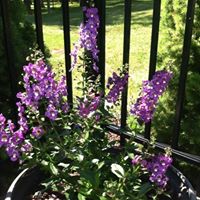 Mary Barfield Photo 32