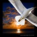 Jonathan Livingston Photo 11