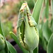 Christopher Tulip Photo 10