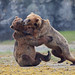 Bear Brown Photo 9