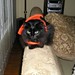 Cynthia Bernhardt Photo 3