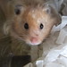 Attia Attia Photo 4