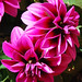 Rose Dahlia Photo 8