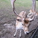 Holland Buck Photo 7