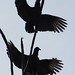 Fran Crow Photo 5
